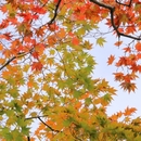 秋から冬に向けて整える、更年期世代のデトックスケア